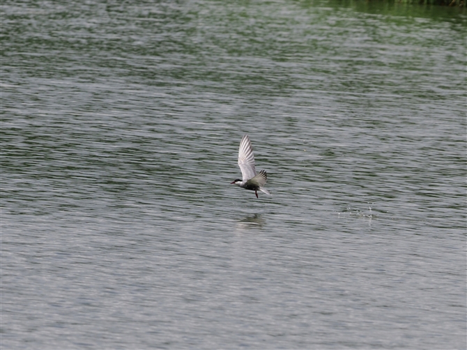 NnAWTV,Whiskered Tern